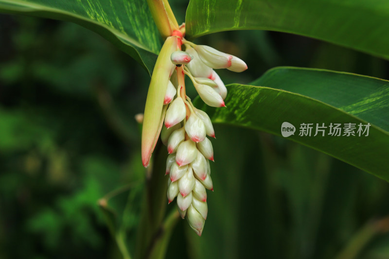 羞涩矜持的艳山姜花