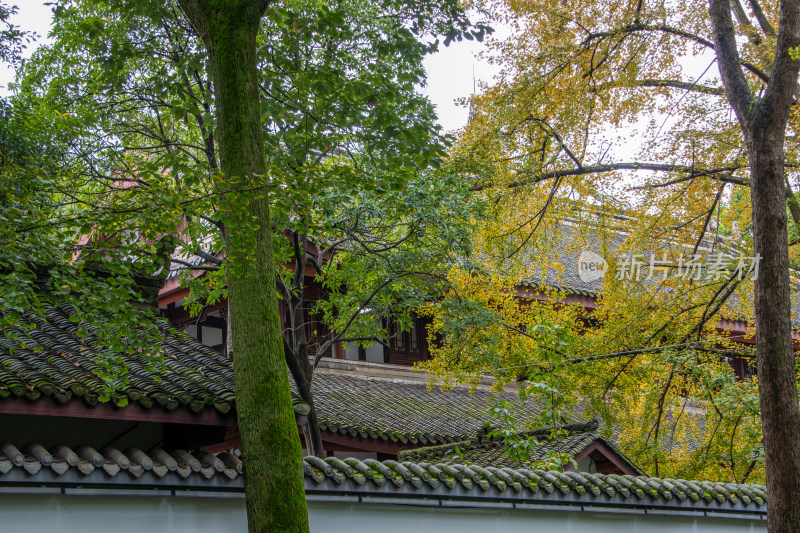 成都杜甫草堂博物馆古建筑屋檐青苔与银杏