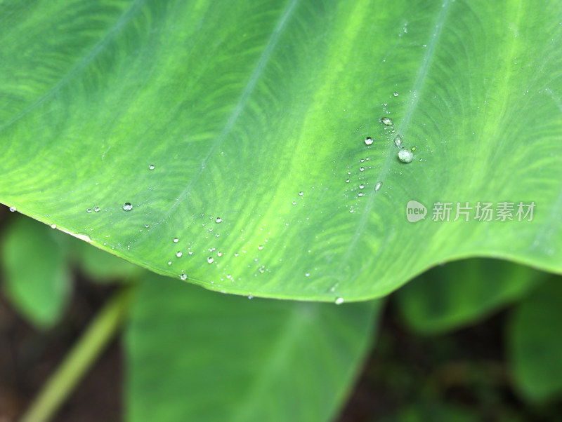 春天绿色的树叶叶子和上面的雨滴水滴露水