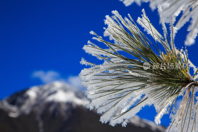 中国西藏地区冬季雾凇及雪绒花