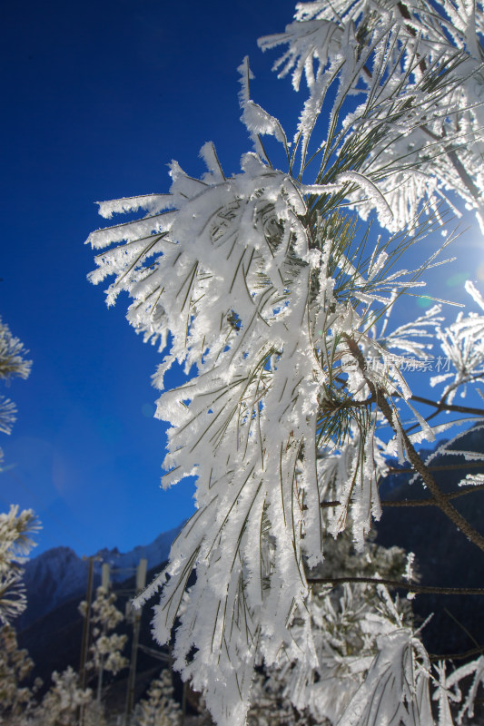 中国西藏地区冬季雾凇及雪绒花