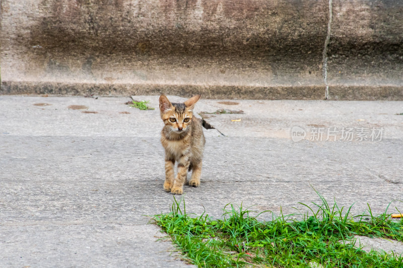 树下的小猫咪