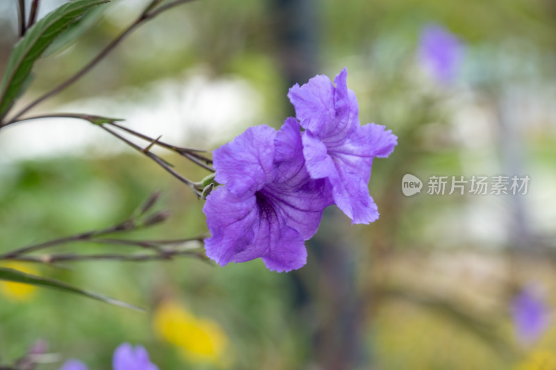 翠芦莉花朵特写