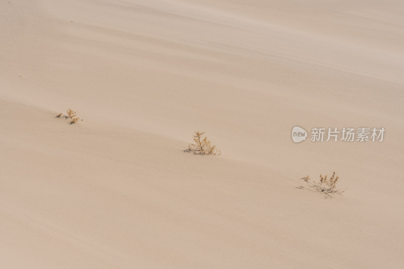 内蒙古乌兰布和沙漠中干枯的草