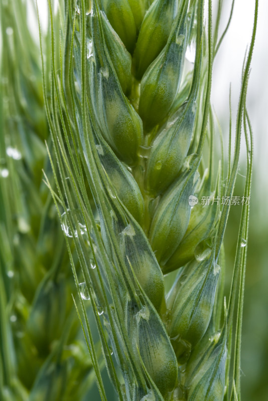 小麦开花麦穗麦子粮食丰收希望谷雨小满