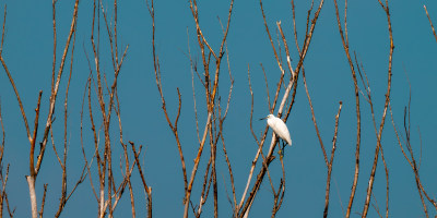 白鹭（Egretta garzetta）