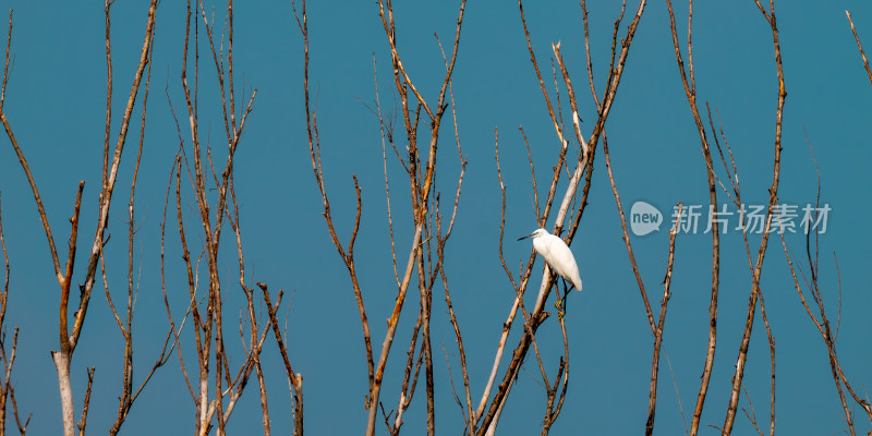 白鹭（Egretta garzetta）