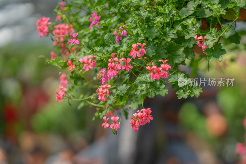 花卉装饰背景