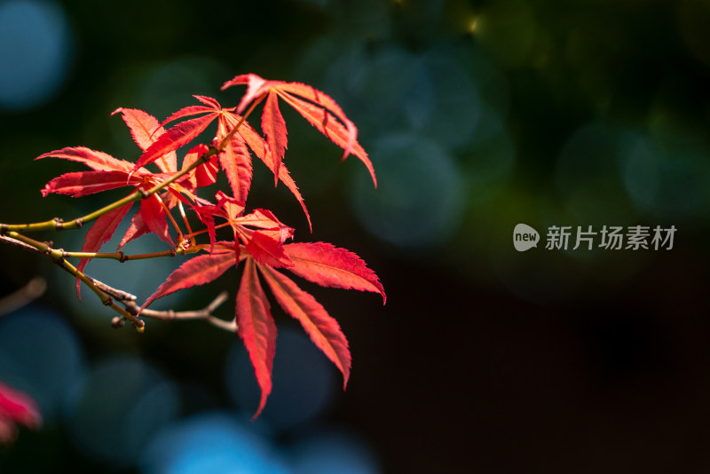 秋天红枫