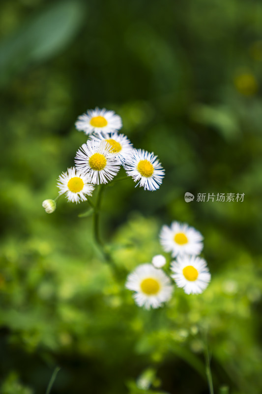 绿色背景下的多朵白色雏菊花束