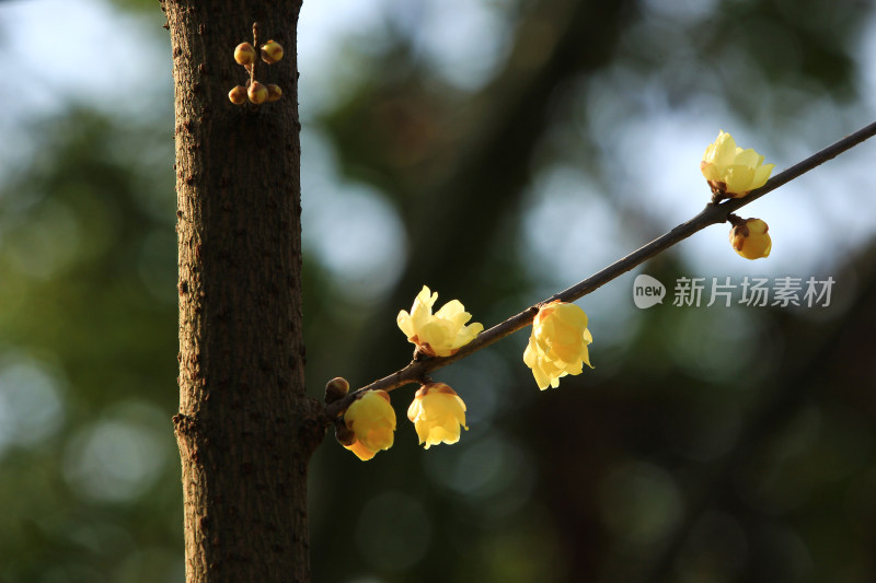 冬天腊月盛开的蜡梅花