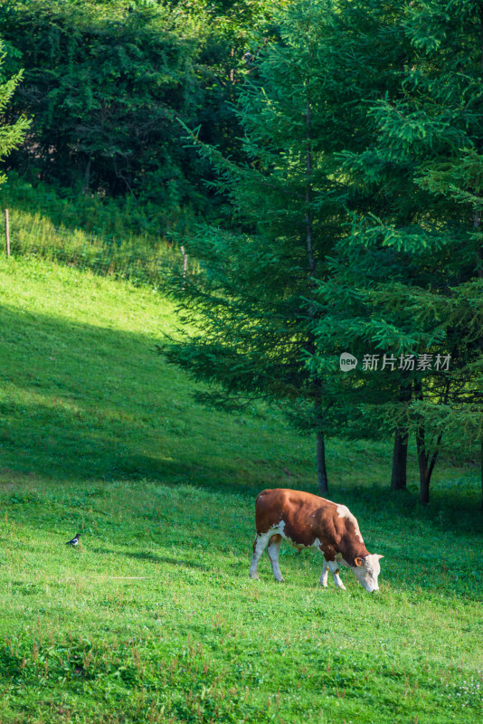 阳光下的草原牧场