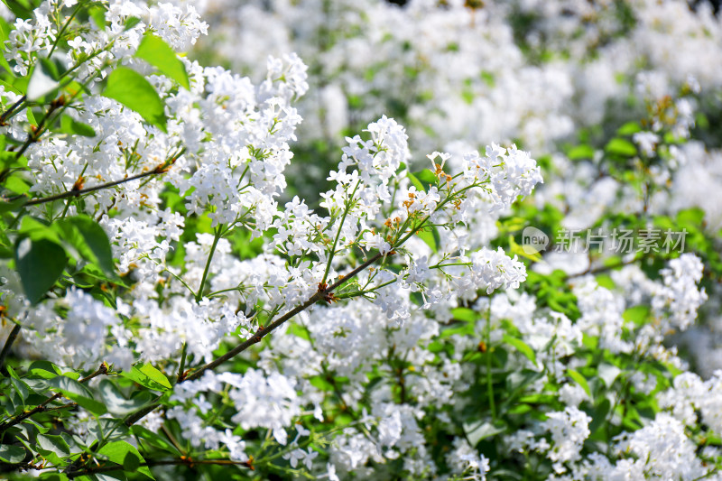 白色丁香花