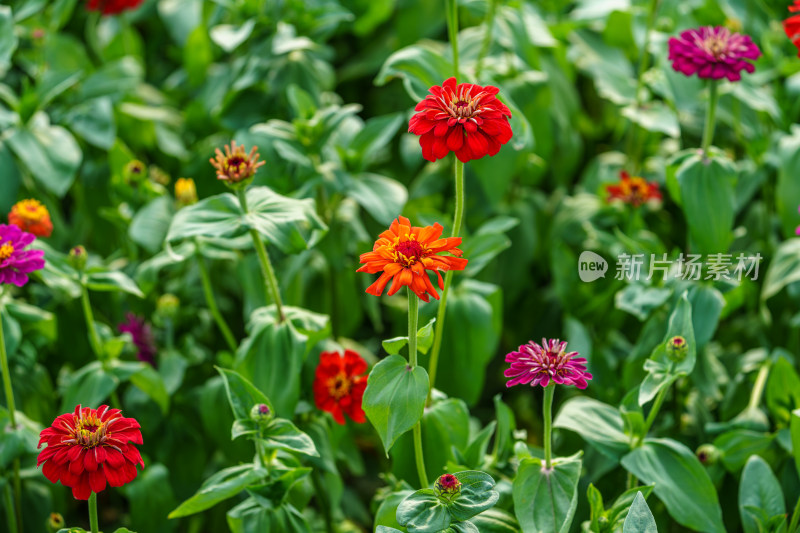 五彩缤纷百日菊花田