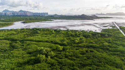 香港米埔自然护理区