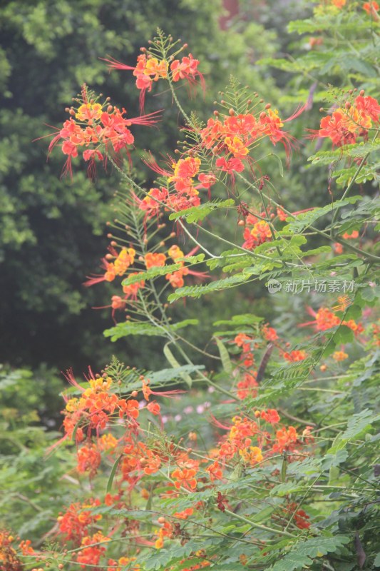 广东东莞：金凤花