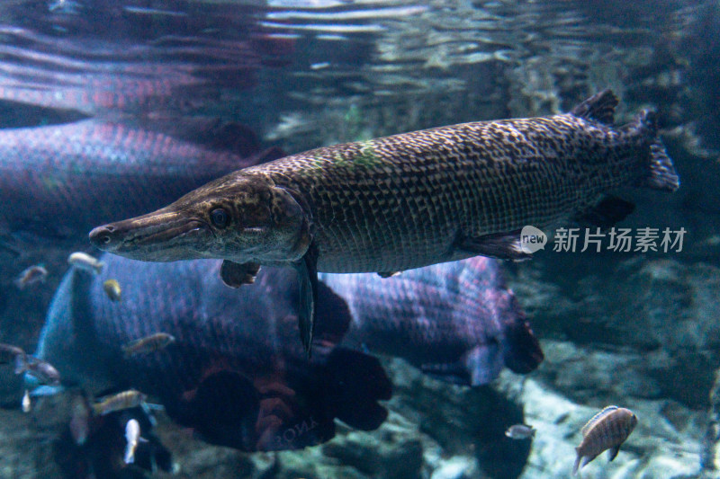 北美鳄雀鳝水下游动观赏鱼