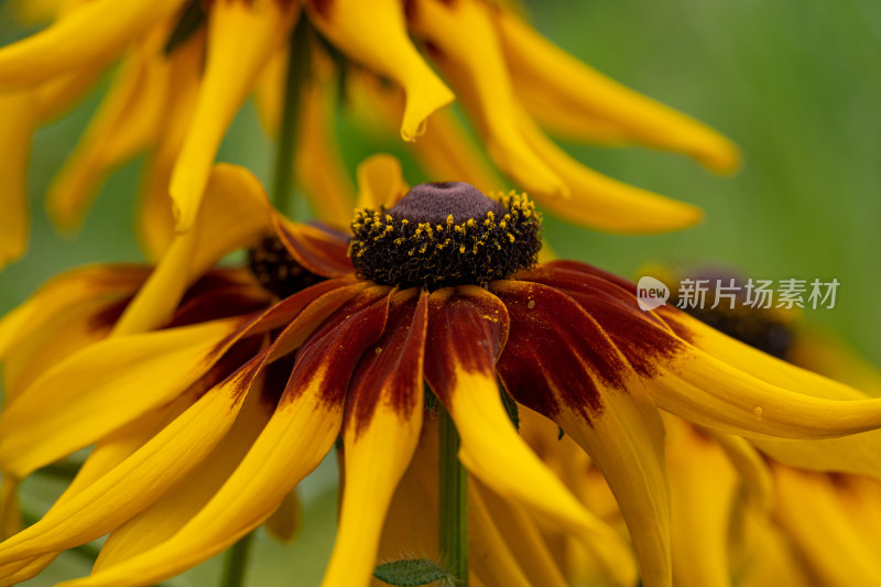 园艺植物黑心菊微距特写