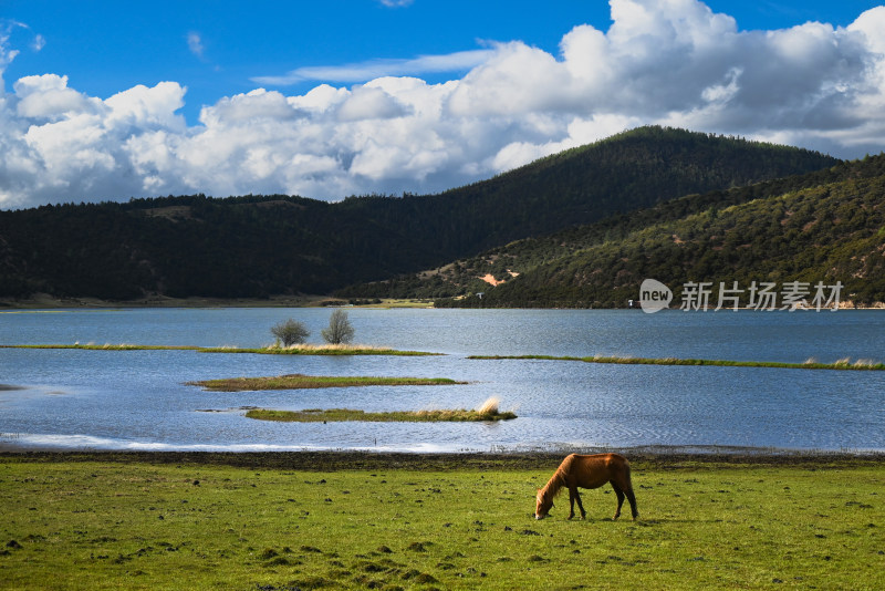 草原湖畔马匹吃草风景