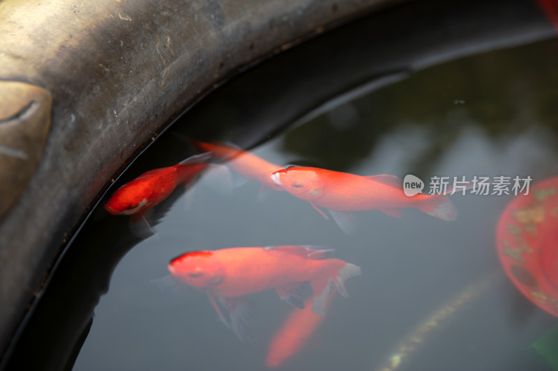 水缸里的锦鲤宠物鱼