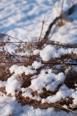 冬天干枯植物上的积雪