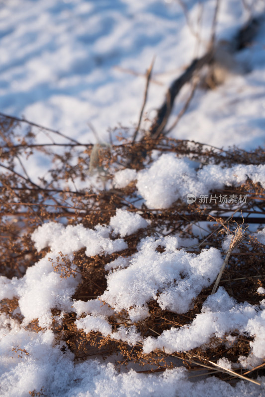 冬天干枯植物上的积雪