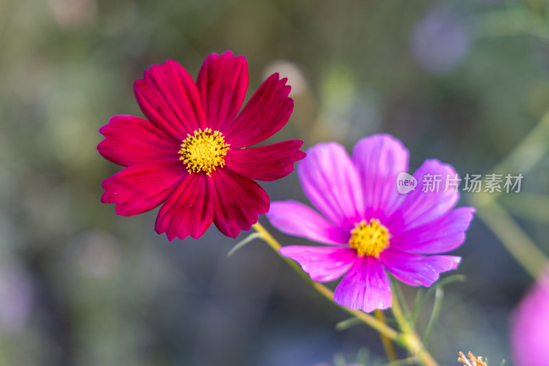 菊花、格桑花