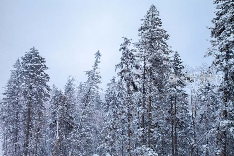 黑龙江 双峰林场 雪乡