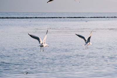 海面飞翔的海鸥