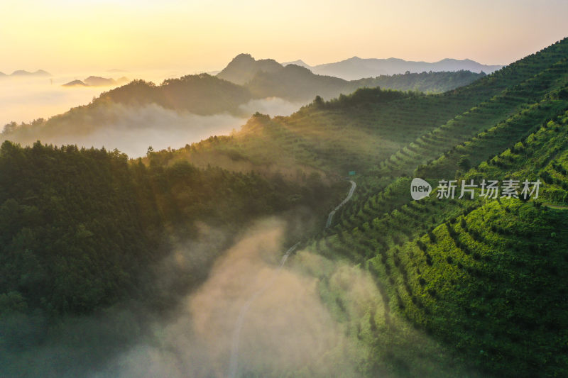 香榧基地 生态 云雾