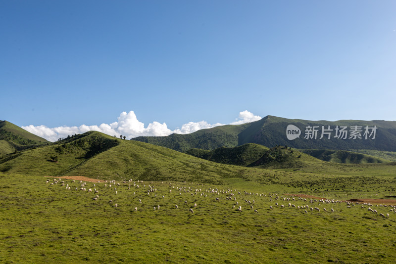 蓝天白云草原羊群