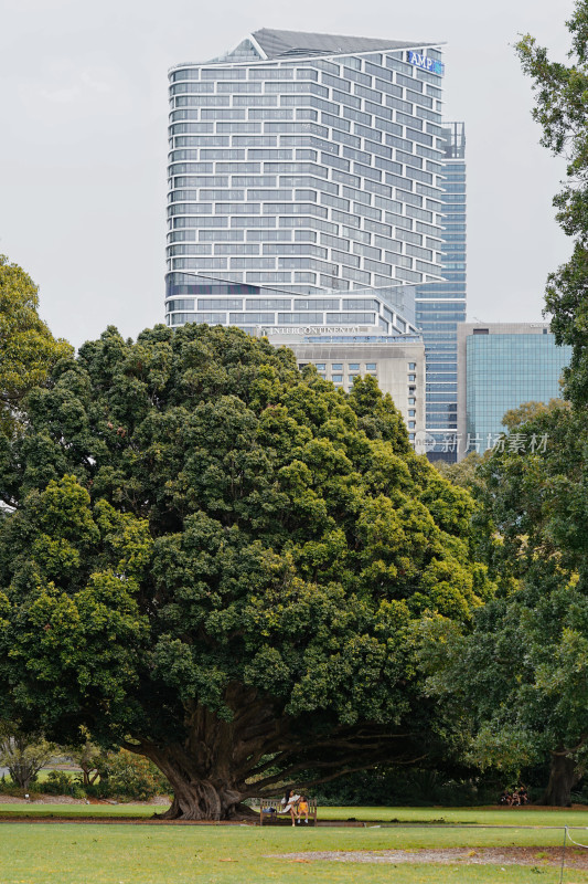 悉尼，城市景观，皇家植物园