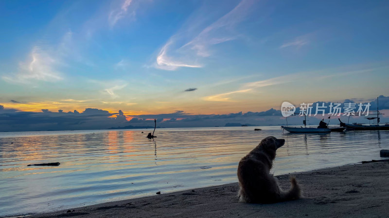 海滩上的狗眺望海面日落