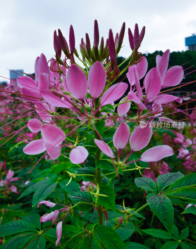 佛山千灯湖公园醉蝶花盛开