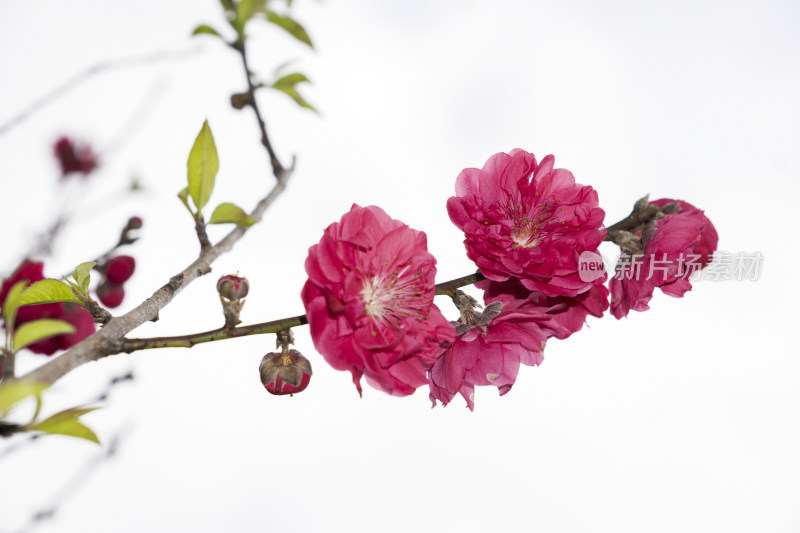 春天绽放的红色碧桃花特写