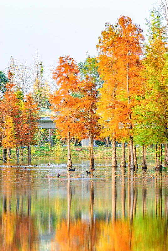 成都白鹭湾湿地公园水杉秋景