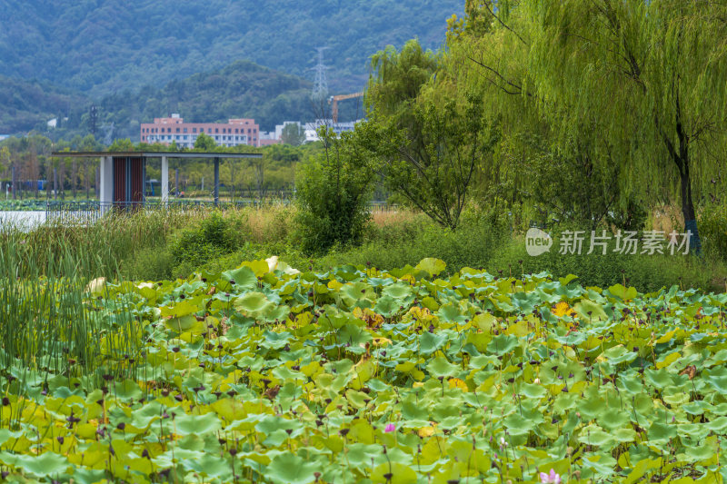 武汉江夏中央大公园风景