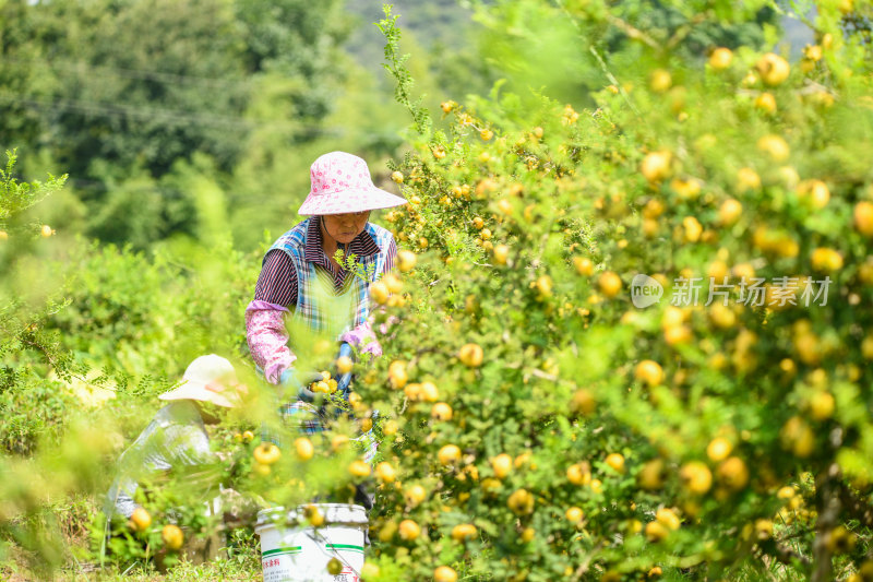 贵州刺梨丰收 产业乡村振兴