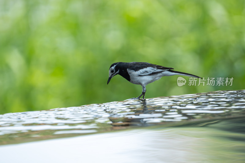 在水里觅食的白鹡鸰