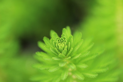 狐尾藻水草嫩叶特写