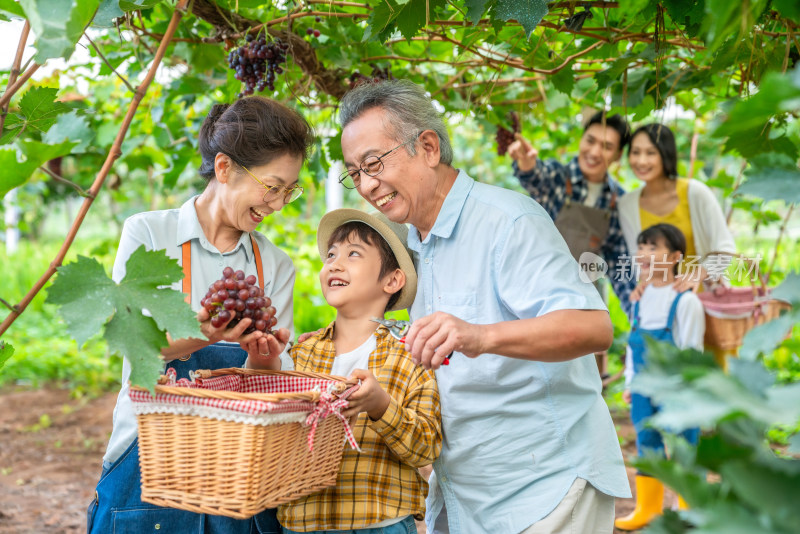 全家人在果园采摘葡萄