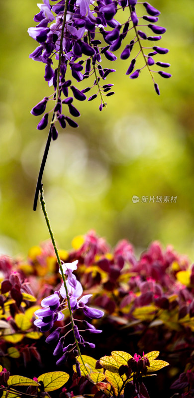 上海植物园春天紫藤花开景观