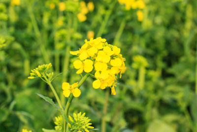 春天油菜花盛开