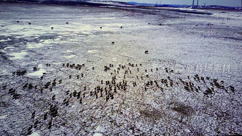 内蒙古冬季雪地里的绵羊群