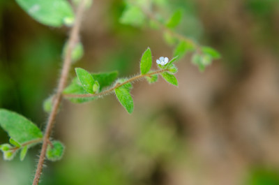 一枝斑种草小花特写