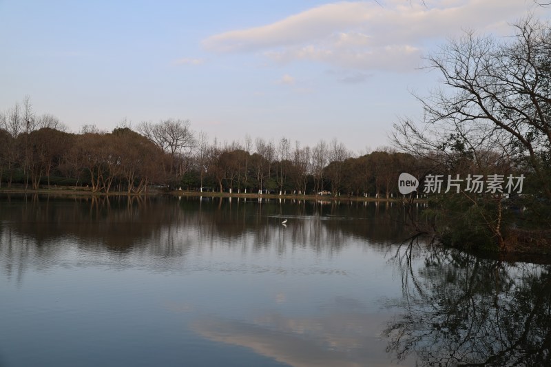 静谧湖面与岸边树林风景