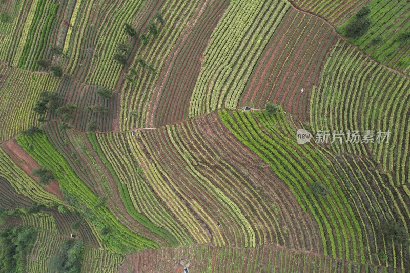 茶山航拍素材