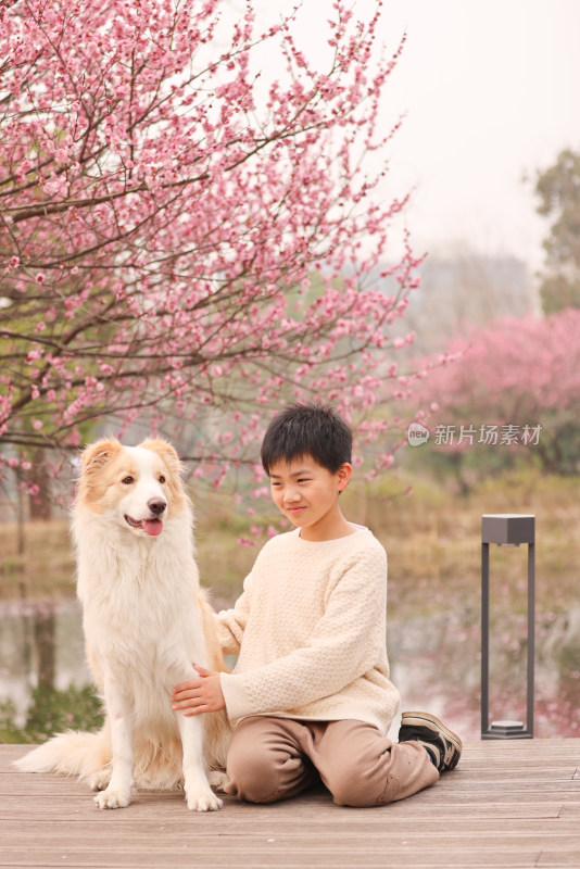 小男孩与边境牧羊犬在梅花树下互动的场景