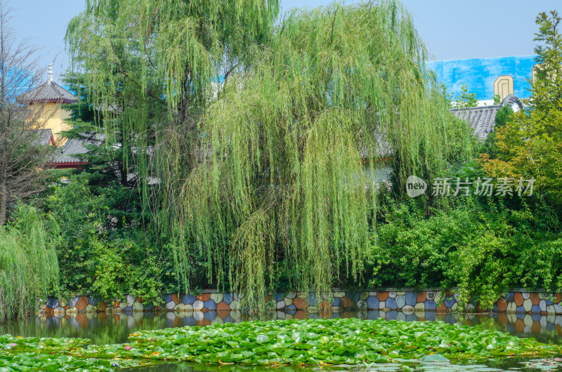 夏末的池塘和柳色