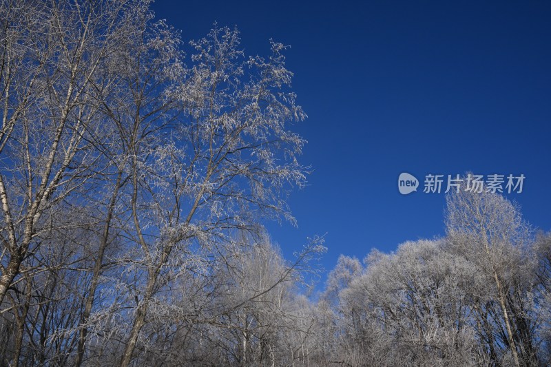 蓝天映衬下的冰雪覆盖树木景象